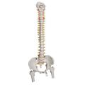 3B Scientific Highly Flexible Spine - w/ 3B Smart Anatomy 1000131